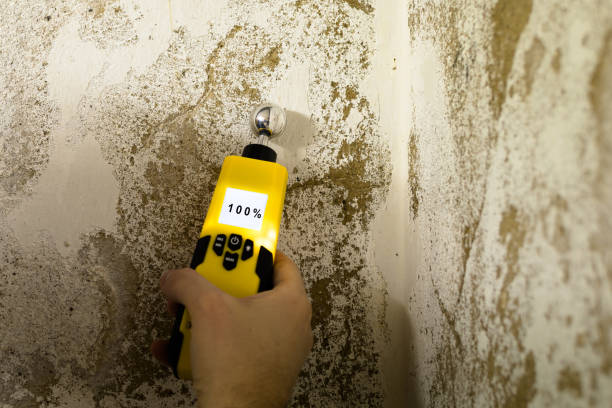 Home Mold Removal